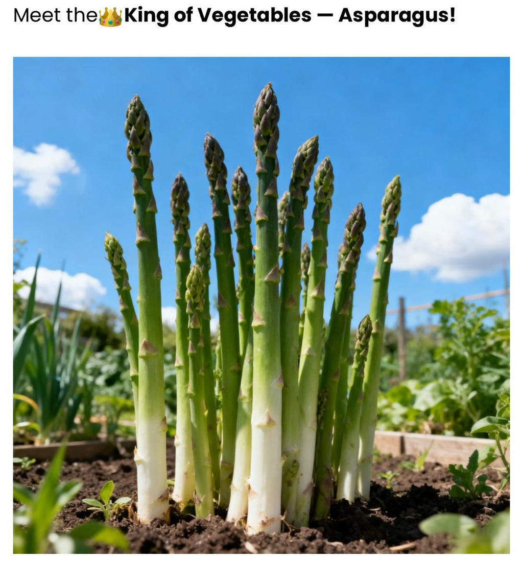 BeejBasket — Asparagus Vegetable Seeds, Pack of 2