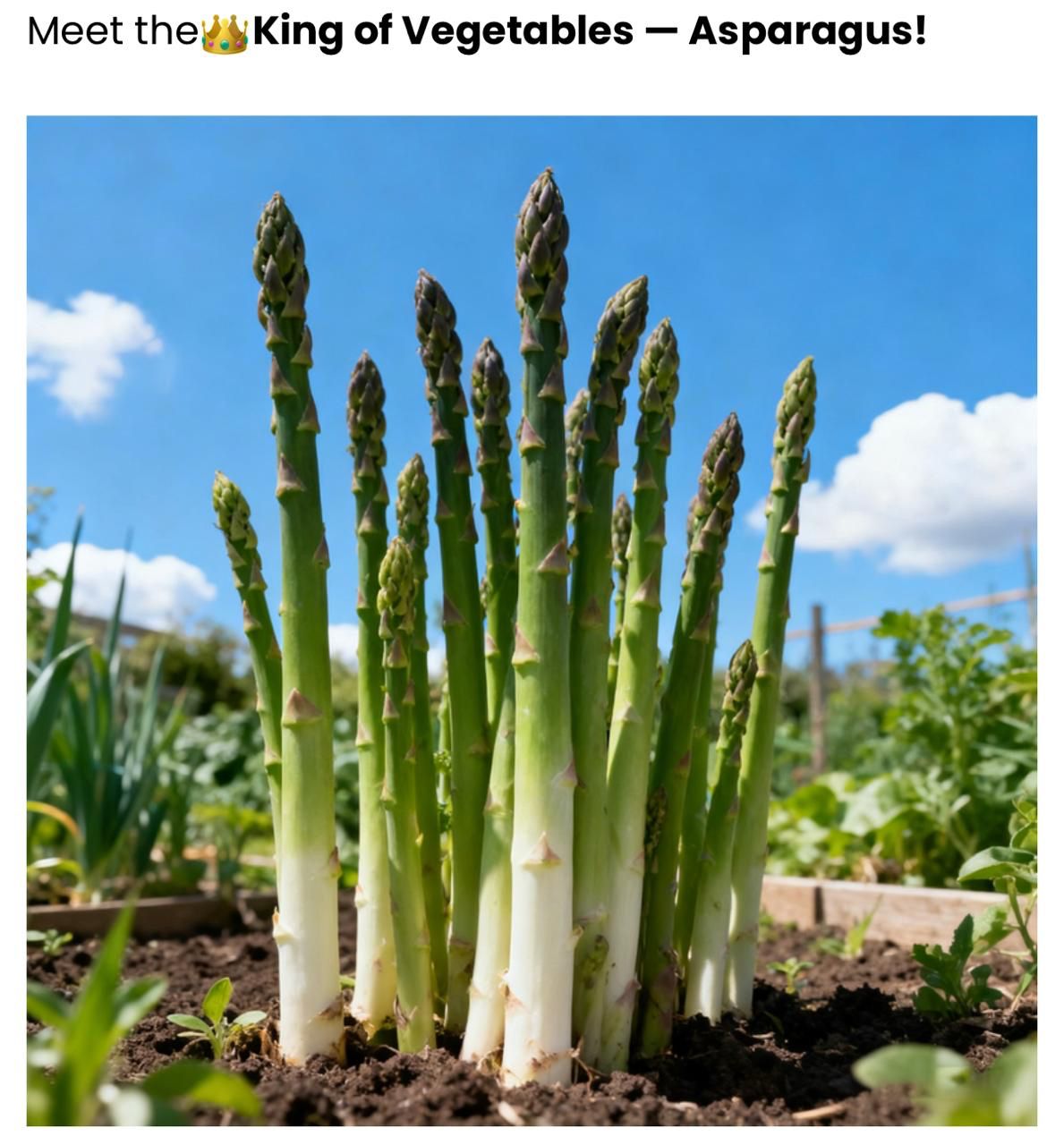 BeejBasket — Asparagus Vegetable Seeds, Pack of 2
