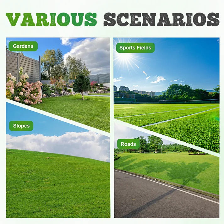 HariGhaas — Evergreen Lawn Grass Seeds, Pack of 3