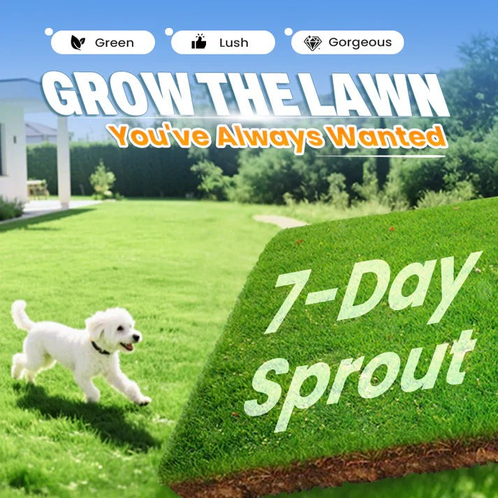 HariGhaas — Evergreen Lawn Grass Seeds, Pack of 3