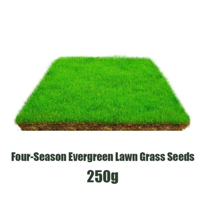 HariGhaas — Evergreen Lawn Grass Seeds, Pack of 3