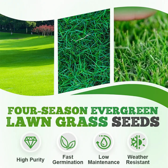 HariGhaas — Evergreen Lawn Grass Seeds, Pack of 3