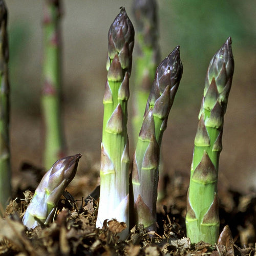 BeejBasket — Asparagus Vegetable Seeds, Pack of 2