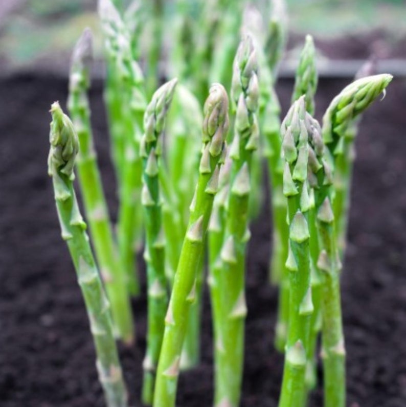BeejBasket — Asparagus Vegetable Seeds, Pack of 2