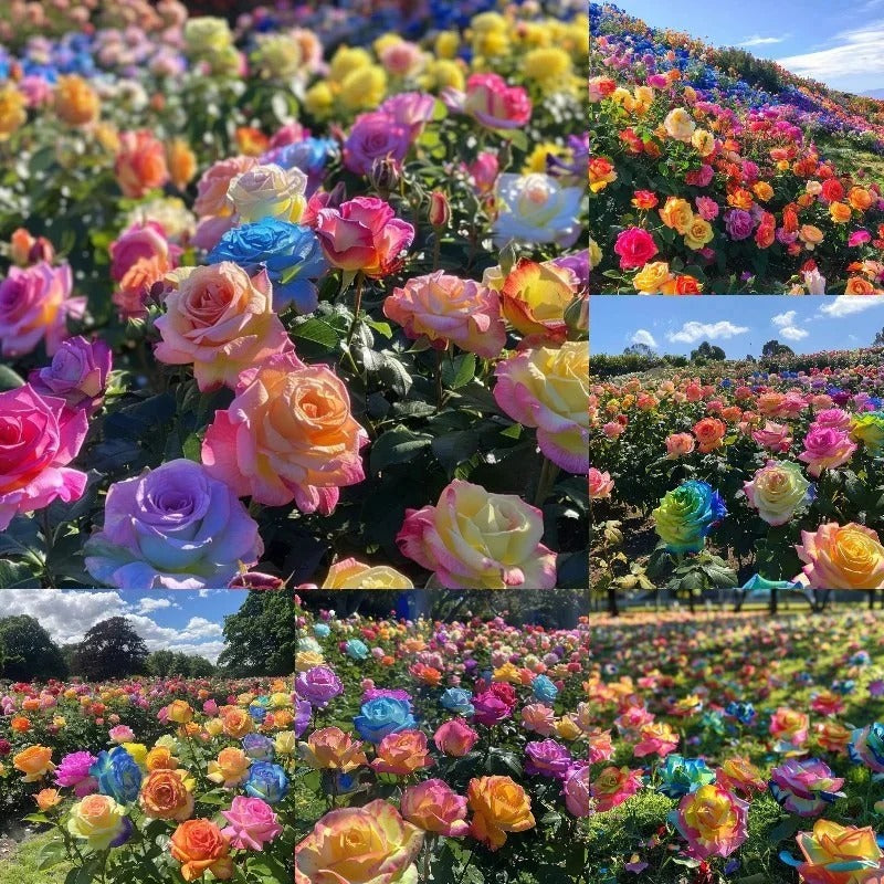 GulaabGhaas — Moss Rose Flower Seeds