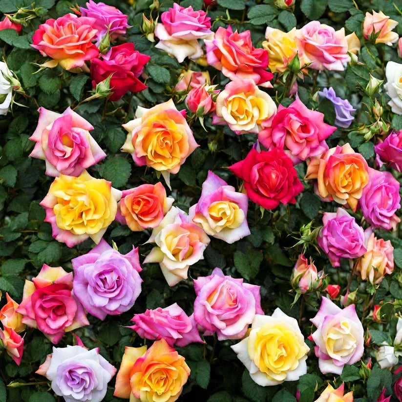 GulaabGhaas — Moss Rose Flower Seeds